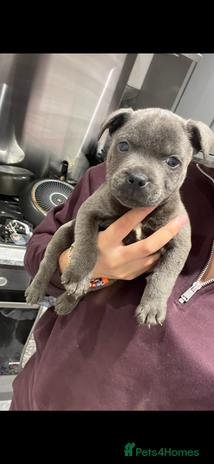 Staffordshire Bull Terrier dogs - Advert 9