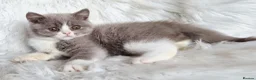 British Shorthair cats for sale: Gorgeous loving purr machines  - Advert 28
