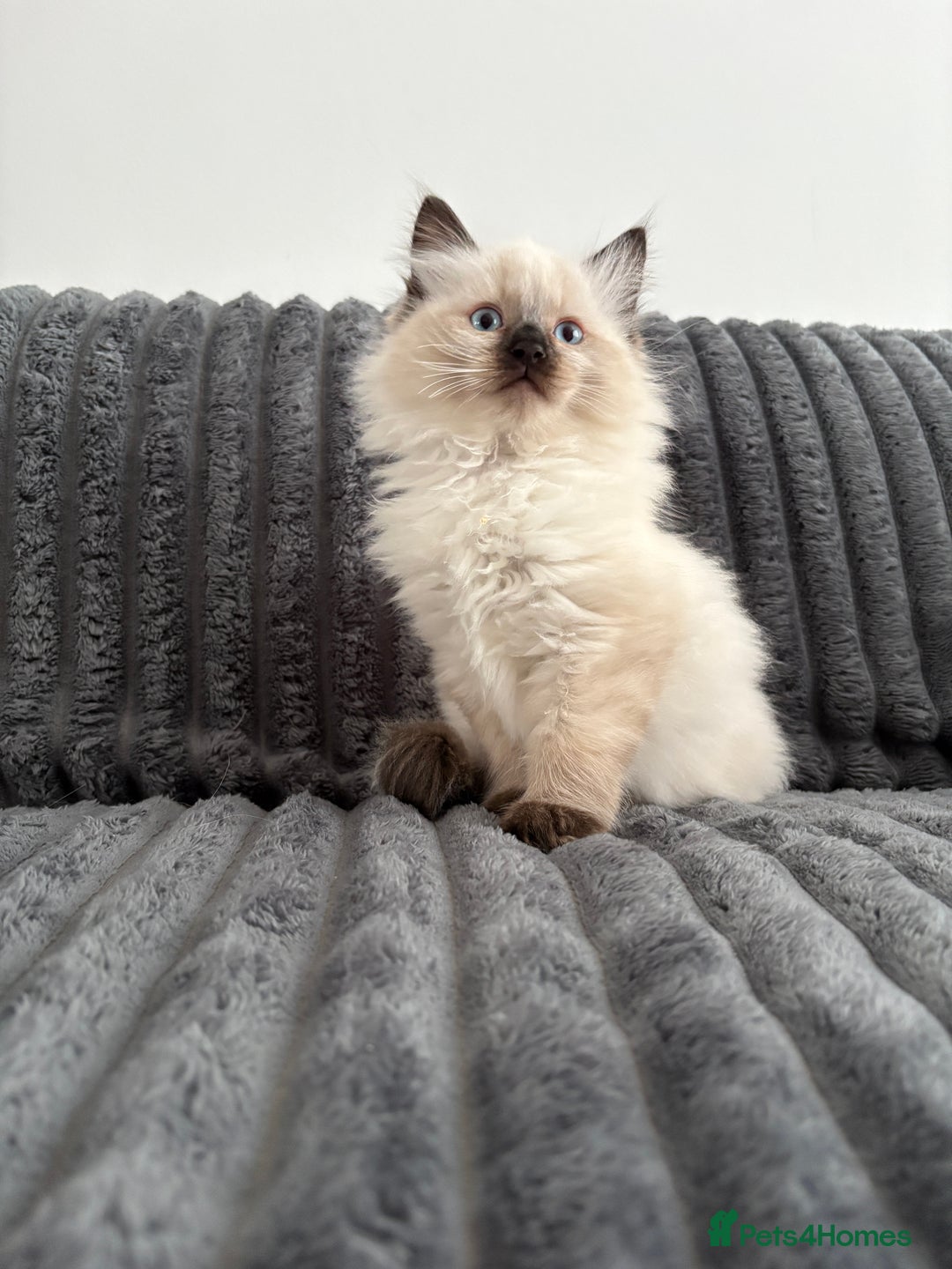 Ragdoll cats for sale: 2 Ragdoll Kittens left 🐾🤍 READY TO LEAVE NOW! - Image 18