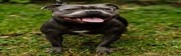 Staffordshire Bull Terrier dogs for stud: Best bloodlines in the UK Holds 20  CHAMPS PROVEN in Swansea - Advert 8