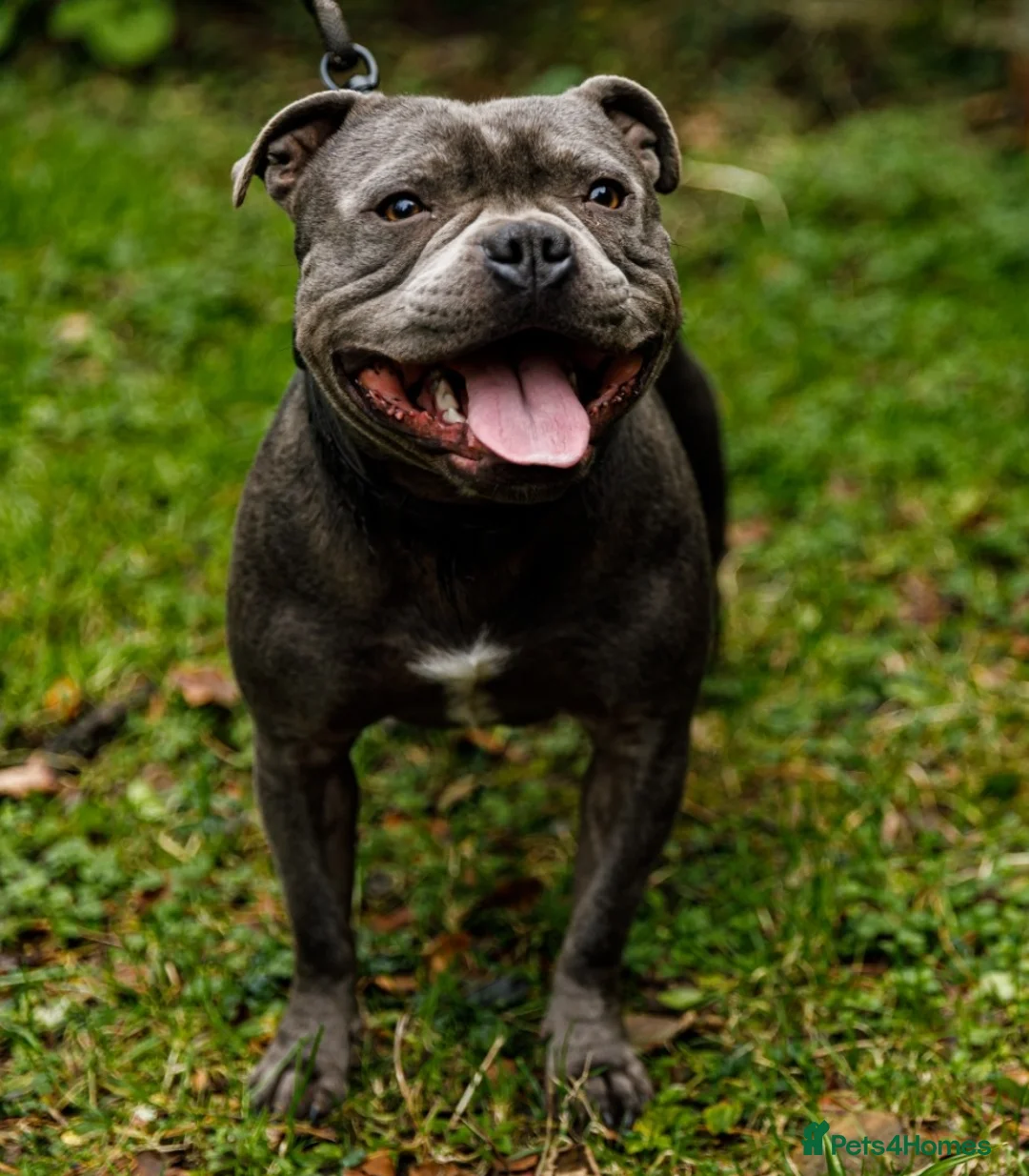 Staffordshire Bull Terrier dogs for stud: Best bloodlines in the UK Holds 20  CHAMPS PROVEN in Swansea - Advert 8