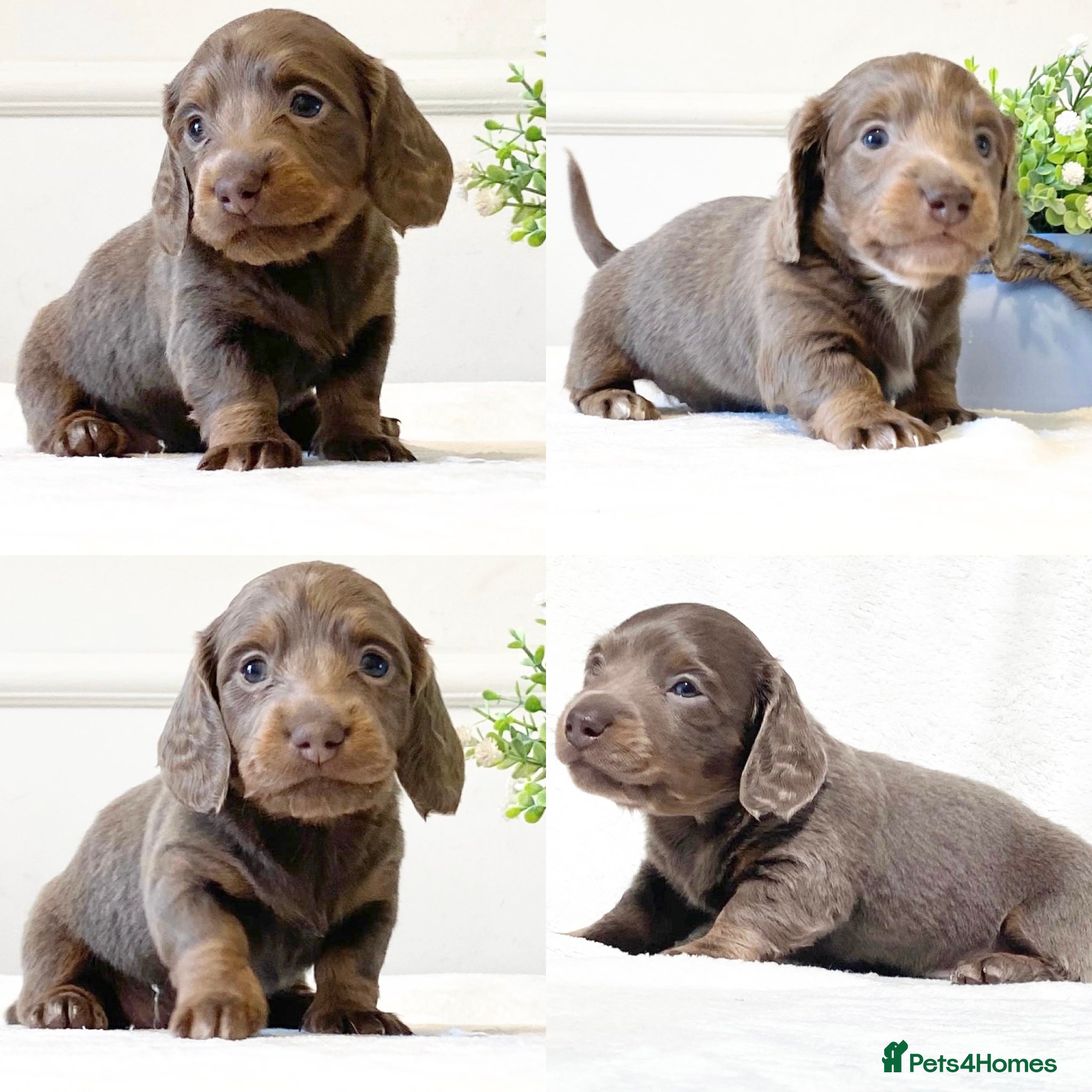 Miniature Dachshund dogs Quality kc mini long haired Isabella tan pups - Advert 7
