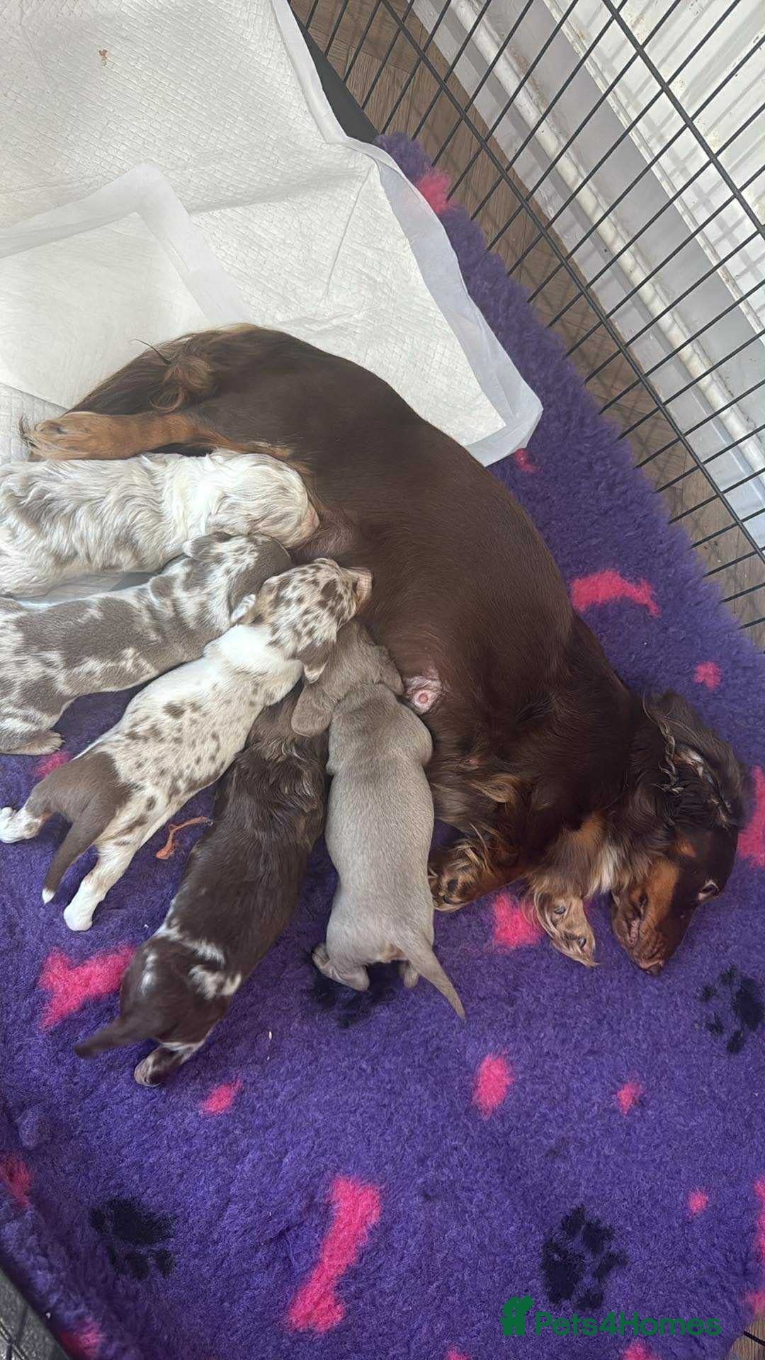Miniature Dachshund dogs for sale: Miniature dachshunds  - Image 14