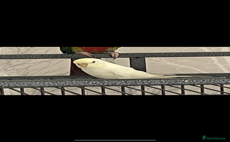 Budgerigars birds for sale - Advert 1