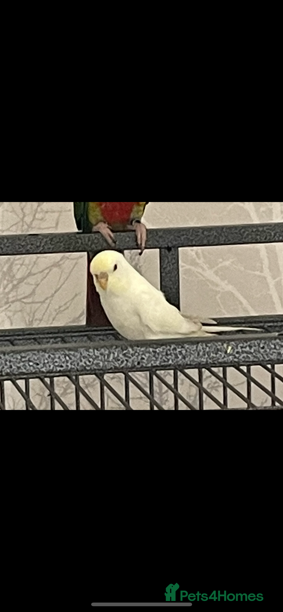 Budgerigars birds for sale: Beautiful sassy budgie - Image 1