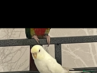 Budgerigars birds - Advert 37