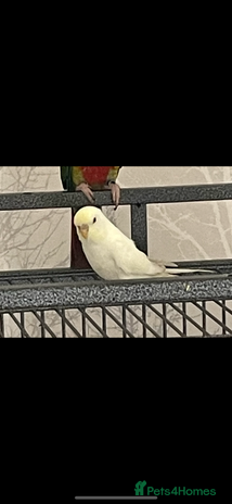 Budgerigars birds - Advert 8