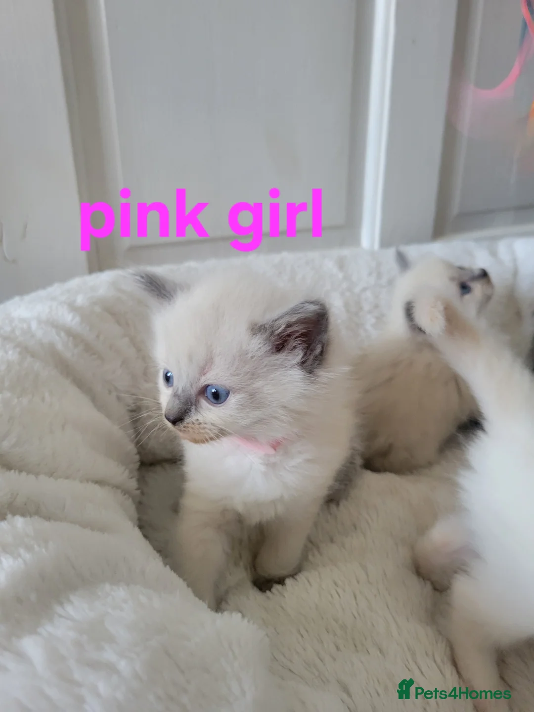 Ragdoll cats for sale: 4 Adorable Ragdoll Kittens - Advert 2