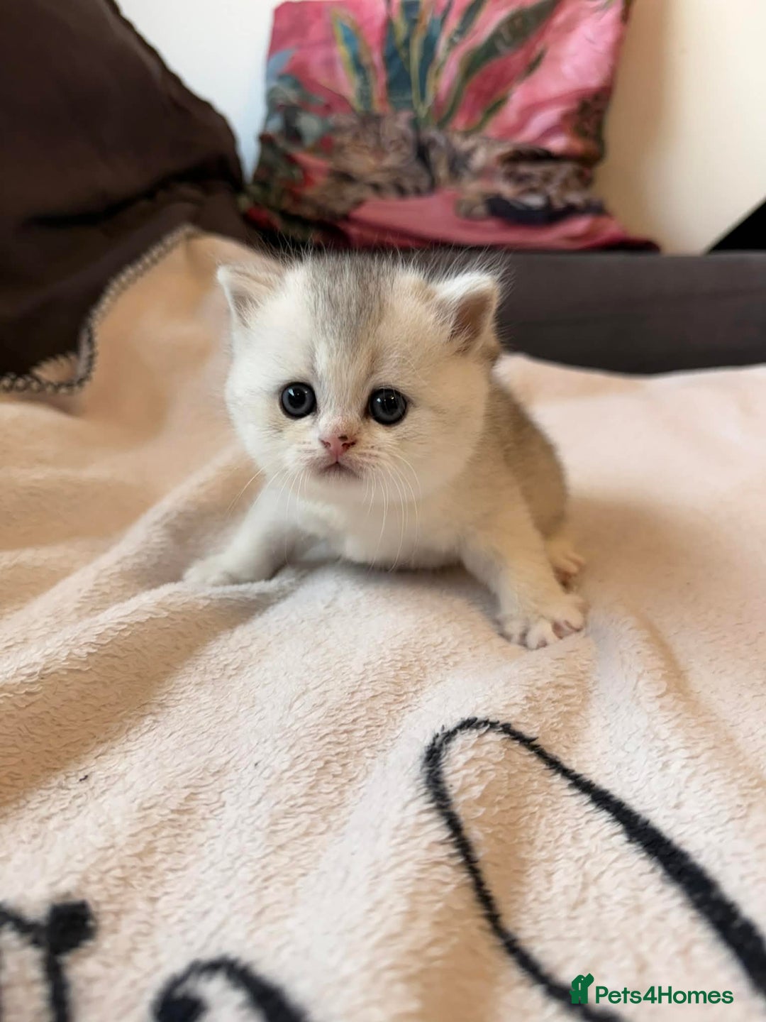 Scottish Fold cats for sale: Scottish fold / straight Kittens  - Advert 11