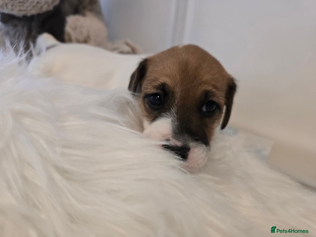 Mixed Breed dogs for sale: Five beautiful Jack Russel puppies for sale - Advert 6