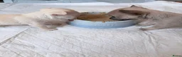 Chihuahua dogs for sale: Chihuahua Puppies 🎀🩷 - Advert 5