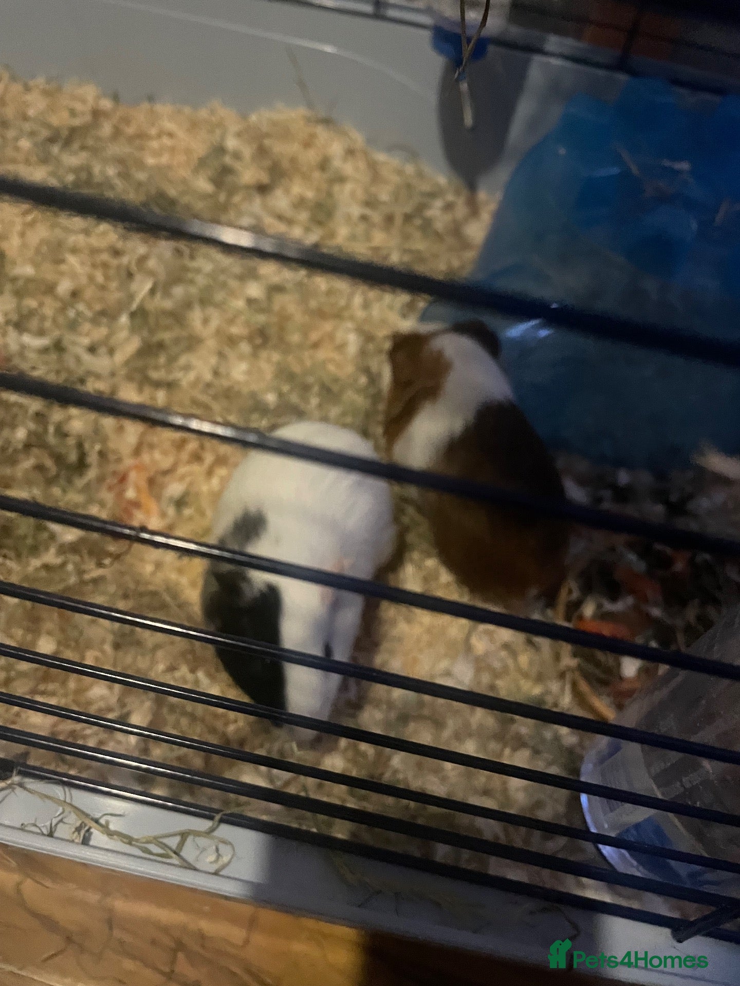 Guinea Pig rodents 2 female Guineapigs - Advert 3