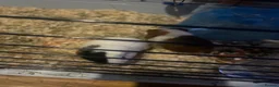 Guinea Pig rodents for sale: 2 female Guineapigs in Camborne - Advert 1