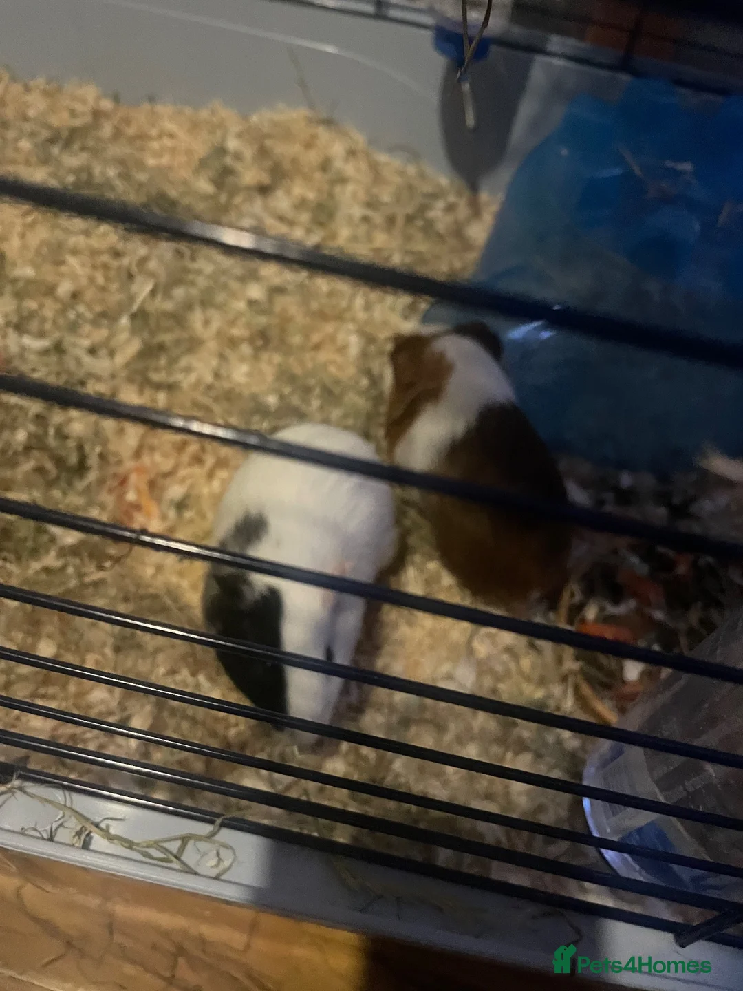 Guinea Pig rodents for sale: 2 female Guineapigs in Camborne - Advert 1