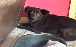 Mixed Breed dogs for adoption: Blossy - Norwich Norfolk  - Image 9