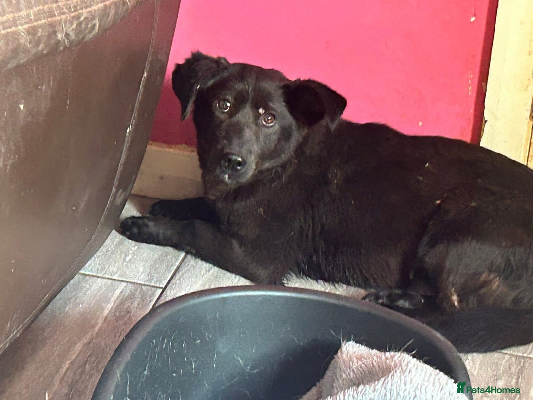Mixed Breed dogs for adoption: Blossy - Norwich Norfolk  - Image 9