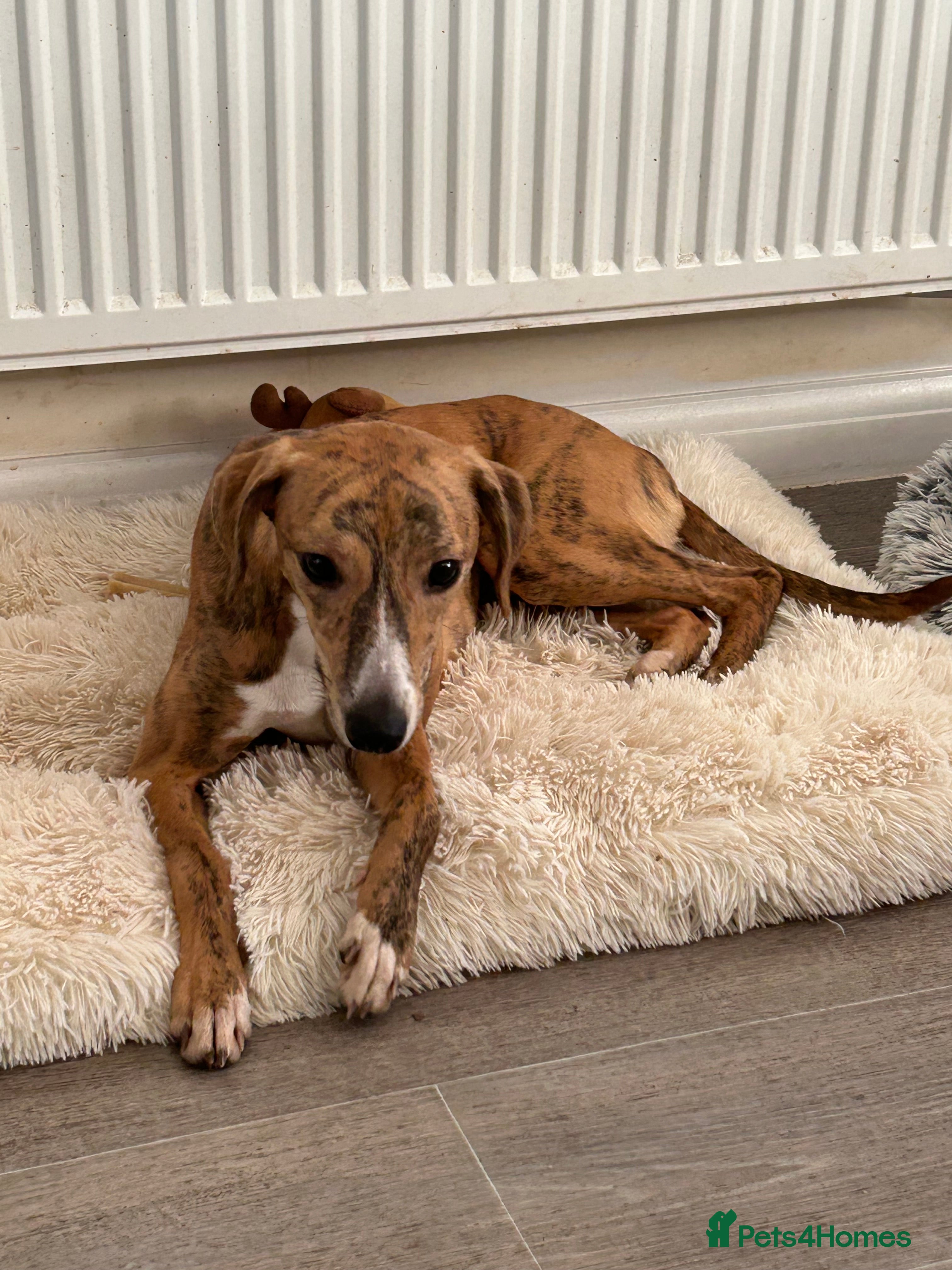 Whippet dogs 10 months old beautiful whippet girl - Advert 18