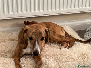 Whippet dogs 10 months old beautiful whippet girl - Advert 18