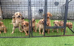 Labrador Retriever dogs for sale: Stunning kc registerd fox Red / Golders labradors  - Image 21