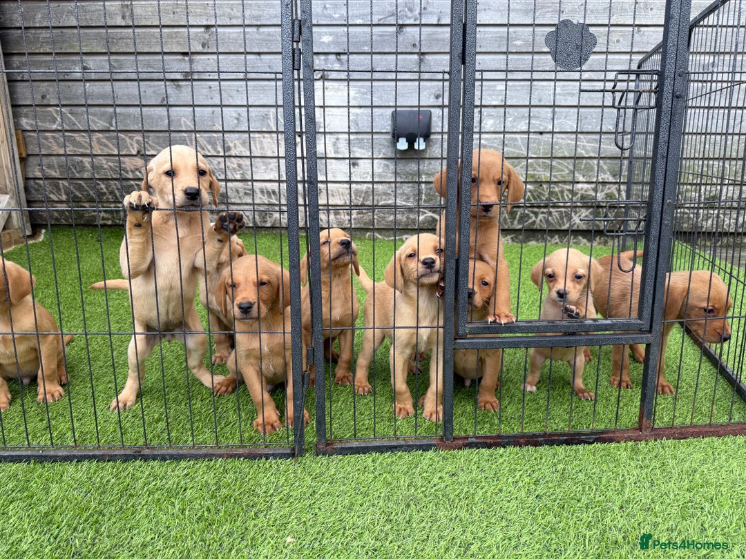 Labrador Retriever dogs for sale: Stunning kc registerd fox Red / Golders labradors  - Image 21