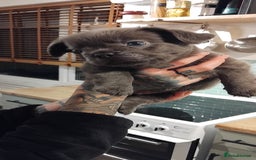 French Bulldog dogs for sale: French bulldog FLUFFY pups - Image 30