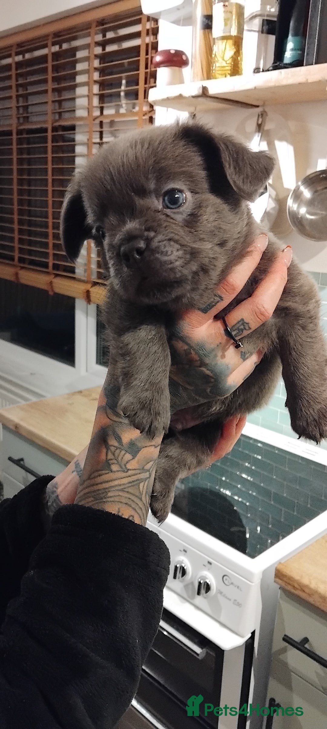 French Bulldog dogs for sale: French bulldog FLUFFY pups - Image 30