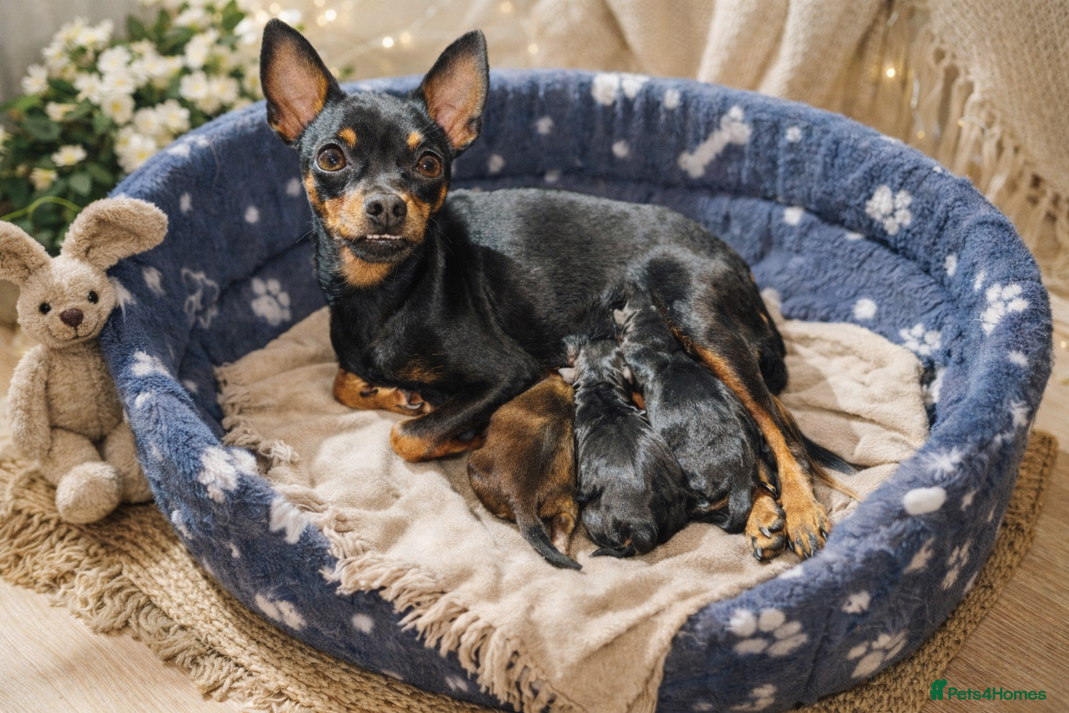 Miniature Pinscher dogs Beautiful Miniature Pinscher Puppies 2M 1F - Advert 1