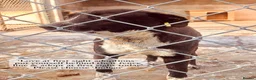 Mixed Breed dogs for adoption: Indigo, 1 yr approx. RESERVED SUBJECT TO CHECKS. - Advert 6