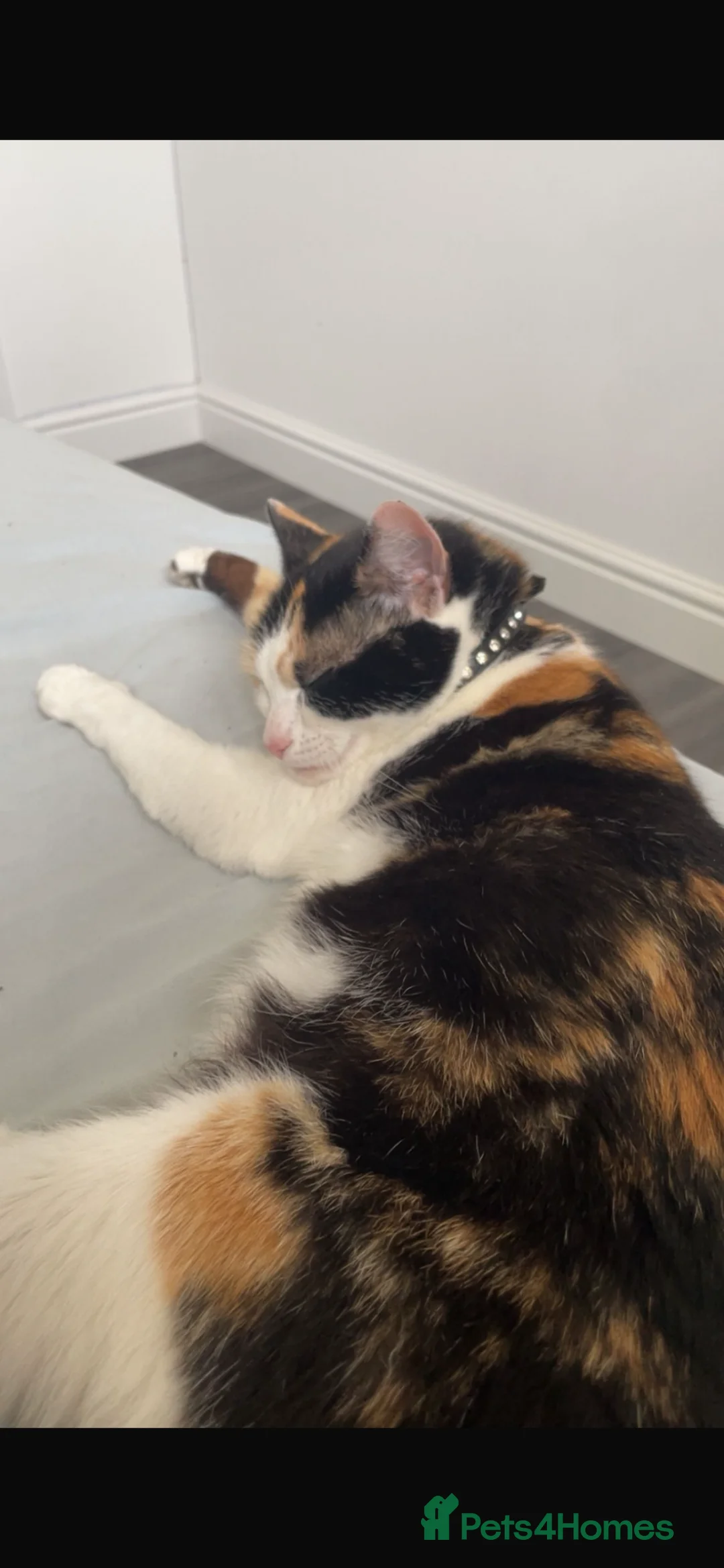Mixed Breed cats for sale: 4 male kittens  in Witham - Advert 1