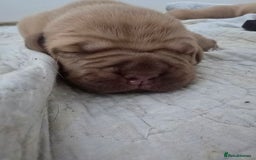 Dogue De Bordeaux dogs for sale: Dogue de bordeaux - Advert 6