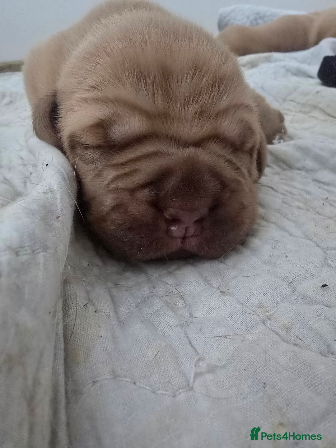 Dogue De Bordeaux dogs for sale: Dogue de bordeaux - Advert 6