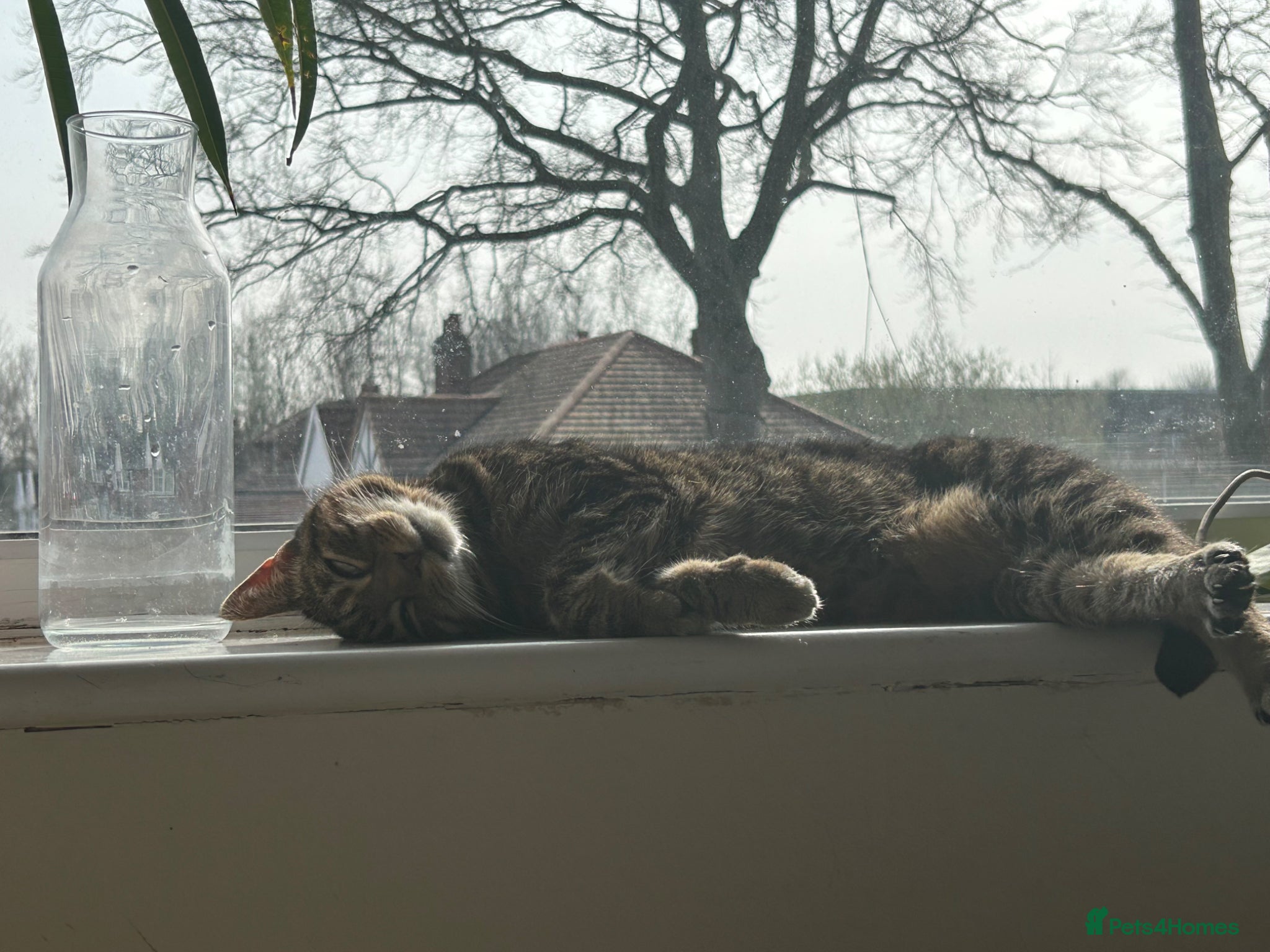 British Shorthair cats Beautiful tabby cat  - Advert 17