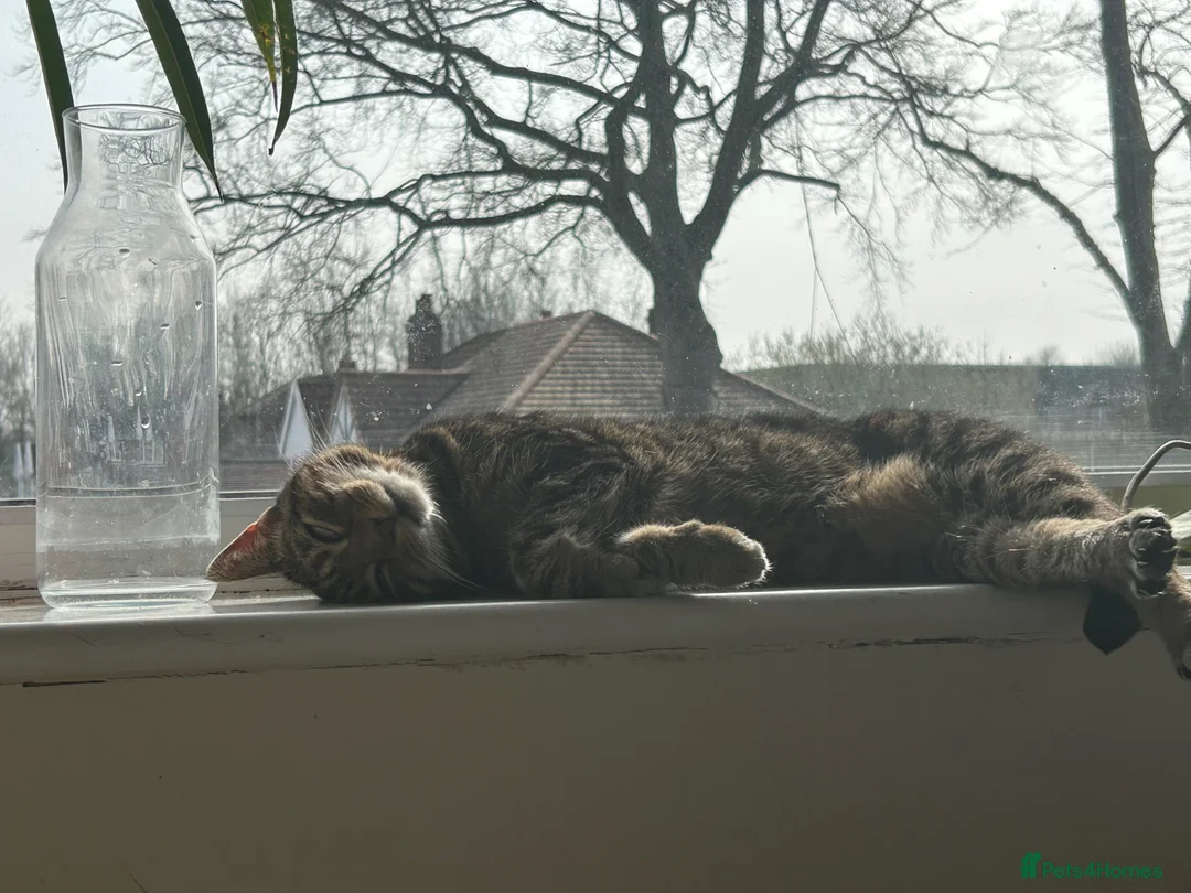 British Shorthair cats for sale: Beautiful tabby cat  - Advert 1