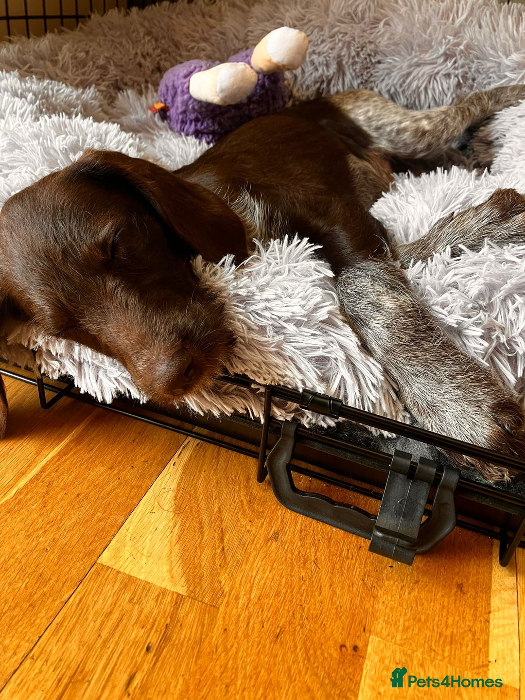 Mixed Breed dogs for sale: Poodle/pointer pups in Cumnock - Image 15