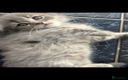 Scottish Fold cats for sale: 5 fluffy Scottish fold kittens  - Image 6