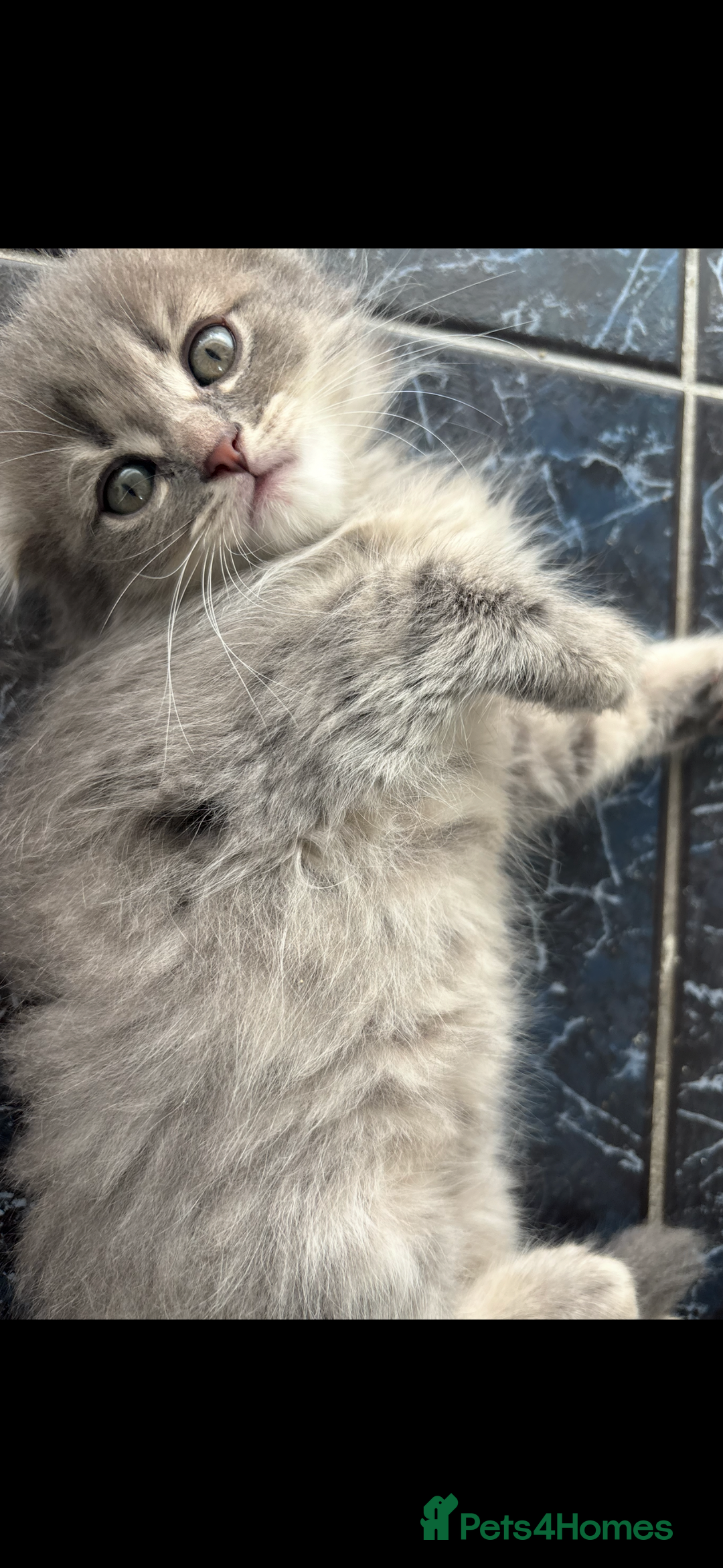 Scottish Fold cats for sale: 5 fluffy Scottish fold kittens  - Image 6