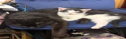 Mixed Breed cats for sale: Kittens  - Advert 10