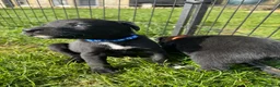 Borador dogs for sale: Beautiful Collie Cross Labrador Puppies  - Advert 24