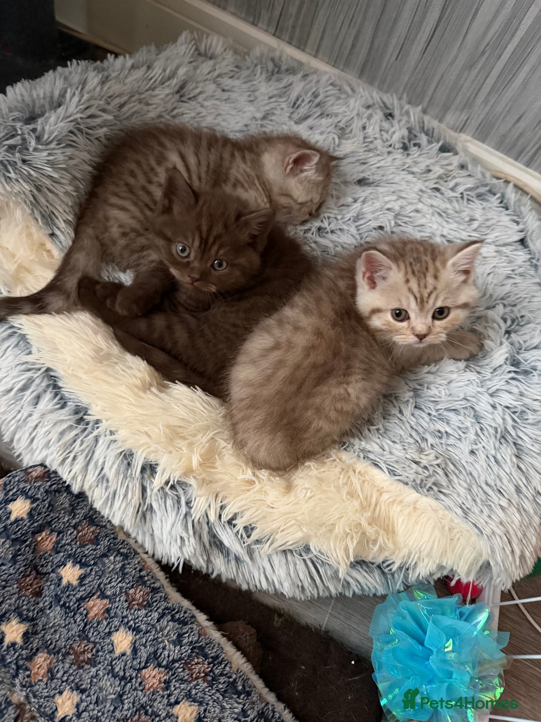 British Shorthair cats for sale: Beautiful litter of british shorthair kittens  - Image 6