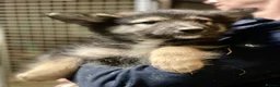 Shepsky dogs for sale: German Shepherd cross Husky Puppies  - Advert 4