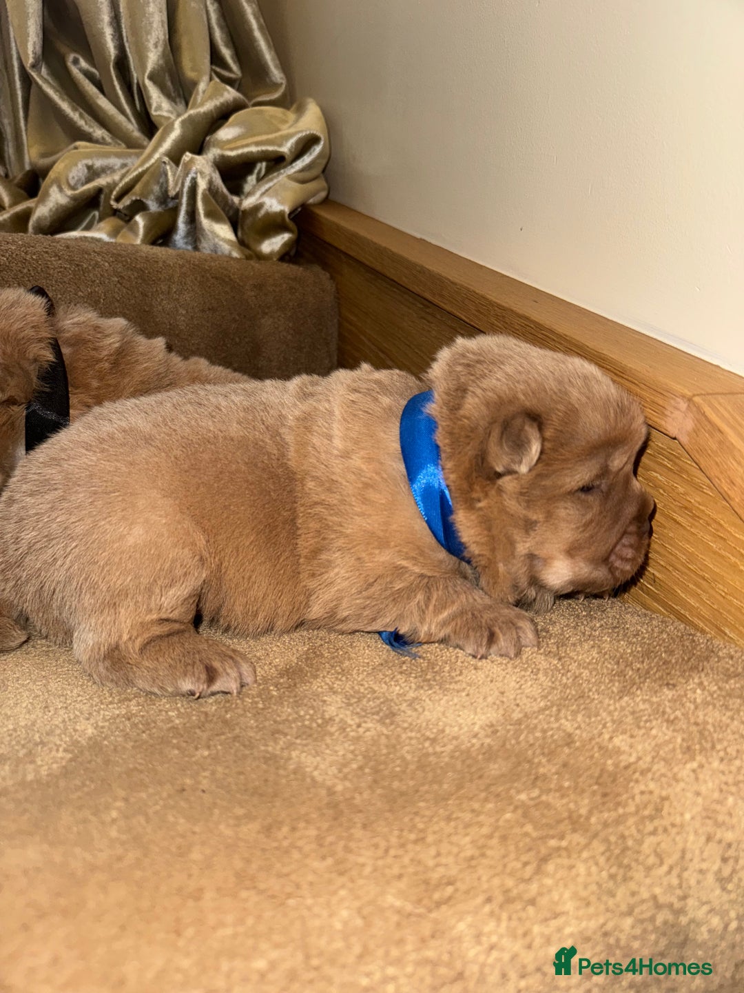 Chow Chow dogs for sale: Stunning kc reg puppies  - Advert 15