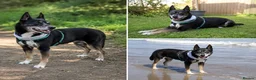Basenji dogs for sale: My besties Mary!  in Croydon - Advert 2