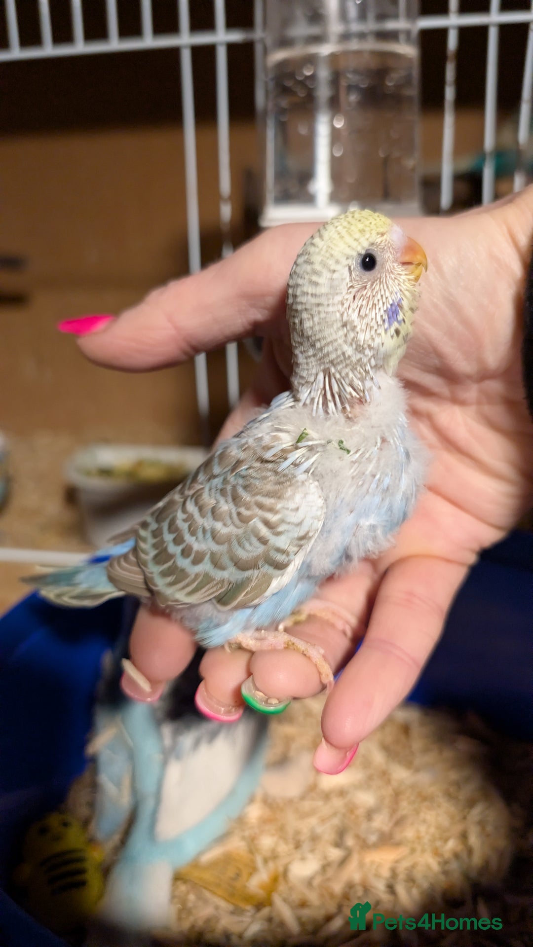 Budgerigars birds for sale: Hand tamed baby budgies for sale - Advert 2