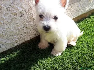West Highland Terrier dogs Kc Westie pups - Advert 18