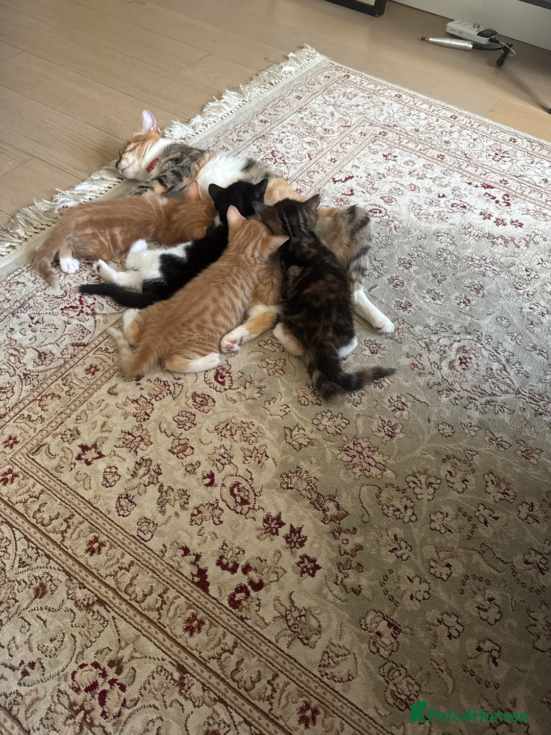 Mixed Breed cats for sale: Adorable, Loving Kittens Looking for Forever Homes - Advert 2