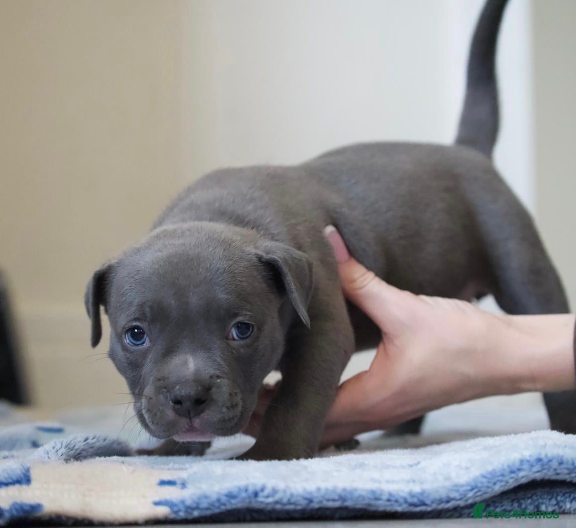 American Bully dogs for sale: Pocket bully pups for sale  - Advert 9