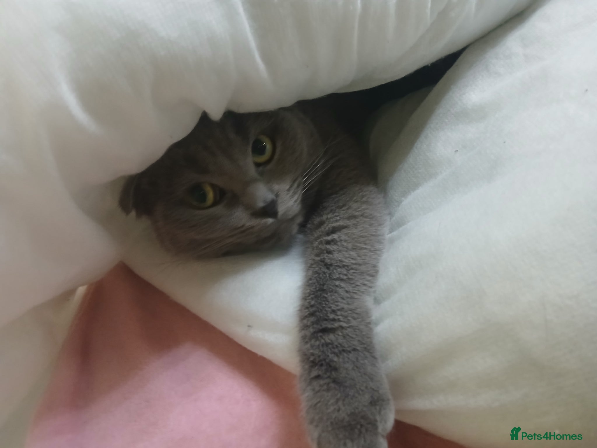 Scottish Fold cats Sweet female Scottish fold for sale - Advert 1