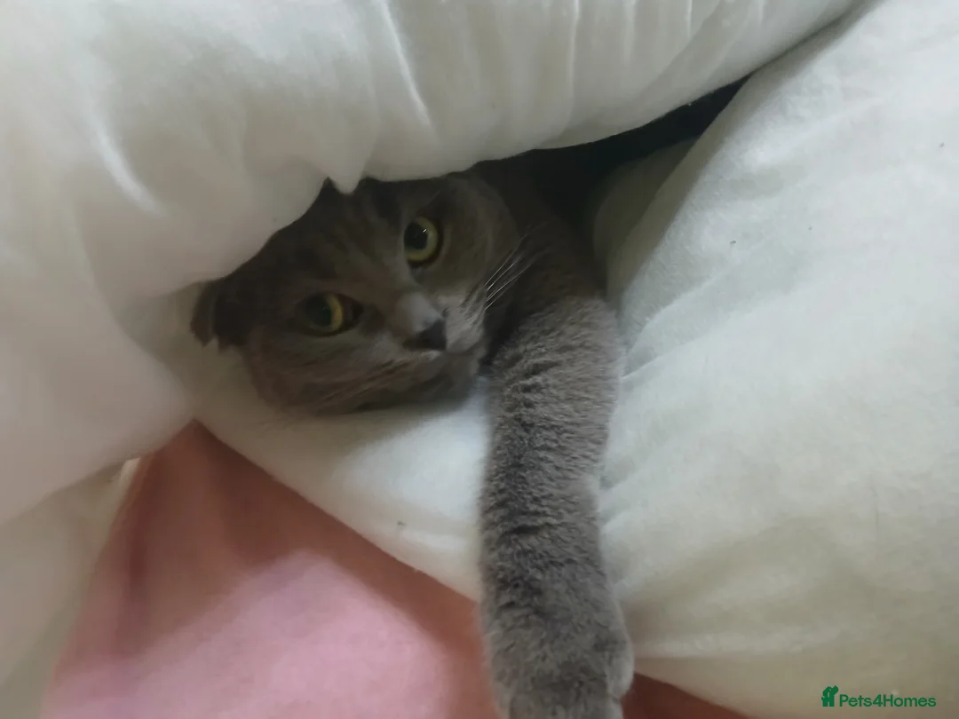 Scottish Fold cats for sale: Sweet female Scottish fold for sale - Advert 1