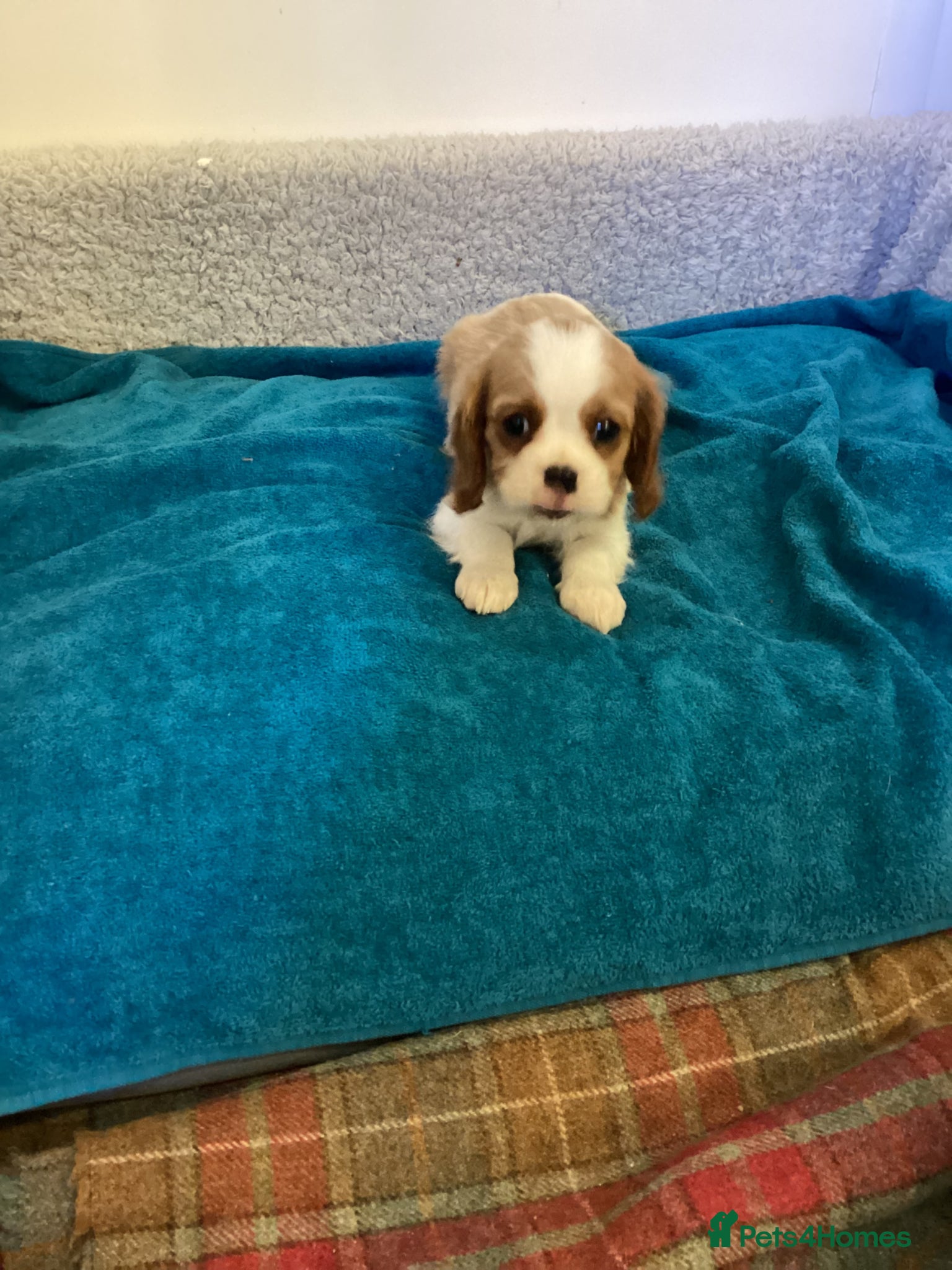 Cavalier King Charles Spaniel dogs Cavalier King Charles  - Advert 11