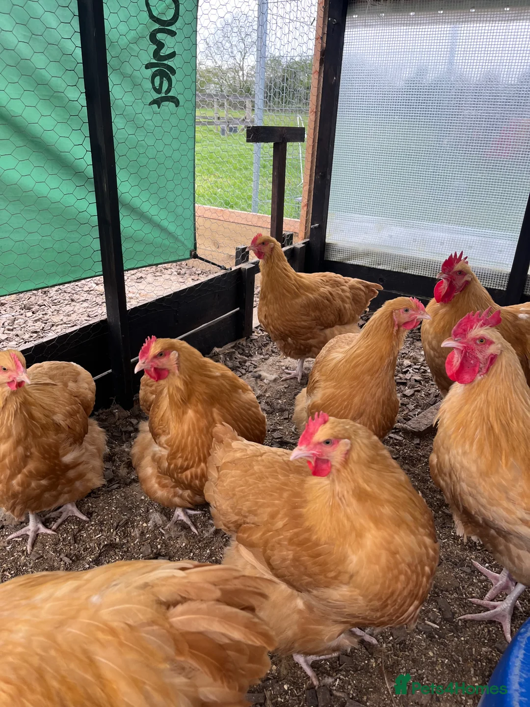 Chickens poultry for sale: Buff Orpington’s POL - Advert 1